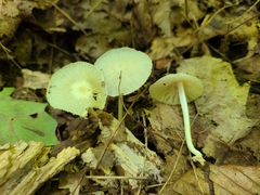 Heliomyces decolorans