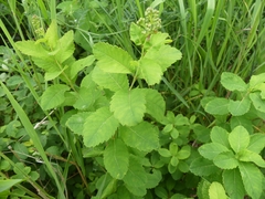 Dasineura salicifoliae