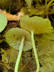 Heliomyces decolorans