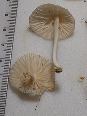Heliomyces decolorans