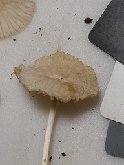 Heliomyces decolorans