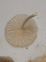 Heliomyces decolorans