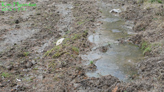 Hynobius quelpaertensis