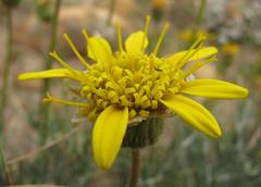 Heterolepis peduncularis