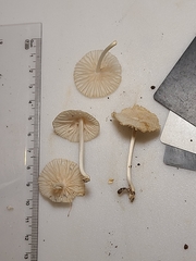 Heliomyces decolorans