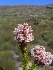 Sorocephalus lanatus