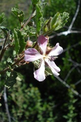 Anisodontea