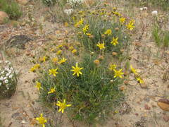 Heterolepis peduncularis
