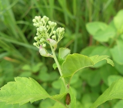 Dasineura salicifoliae