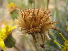 Heterolepis peduncularis