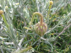 Heterolepis peduncularis