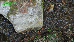 Hynobius quelpaertensis