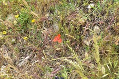 Coronilla minima lotoides