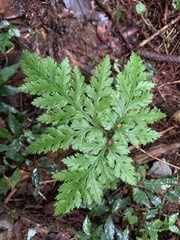 Sceptridium formosanum