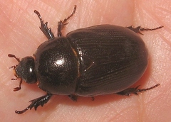 Euetheola