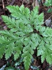 Sceptridium formosanum