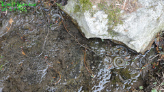 Hynobius quelpaertensis