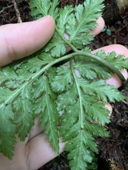 Sceptridium formosanum