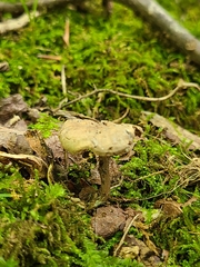Clitopilus brunnescens