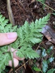 Sceptridium formosanum