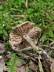 Clitopilus brunnescens