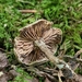 Clitopilus brunnescens - Photo (c) Stephen Russell,  זכויות יוצרים חלקיות (CC BY-NC), הועלה על ידי Stephen Russell