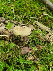 Clitopilus brunnescens