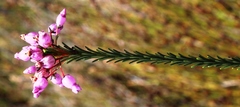 Erica obliqua
