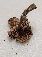 Clitopilus brunnescens