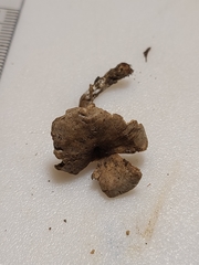 Clitopilus brunnescens