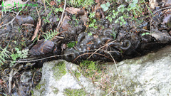 Hynobius quelpaertensis