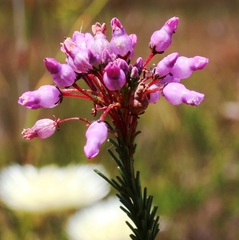 Erica obliqua