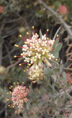 Leucospermum wittebergense