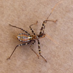 Reduviidae