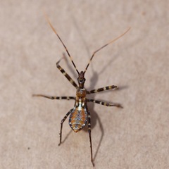 Reduviidae