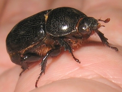 Euetheola