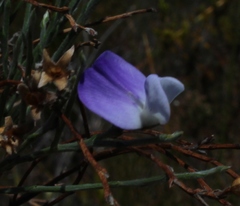 Psoralea pullata
