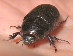 Euetheola