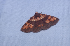 Saroba pustulifera