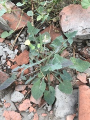Sonchus oleraceus