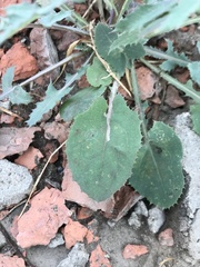 Sonchus oleraceus