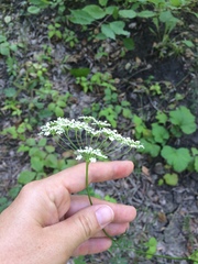 Pimpinella saxifraga