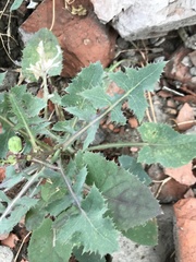 Sonchus oleraceus