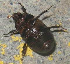 Euetheola