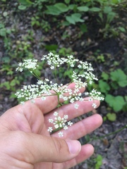 Pimpinella saxifraga