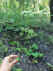 Pimpinella saxifraga