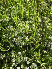 Limnosciadium pumilum