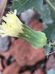 Sonchus oleraceus