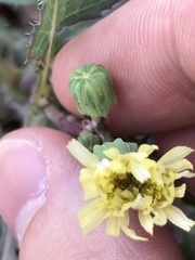 Sonchus oleraceus