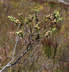 Berzelia rubra
